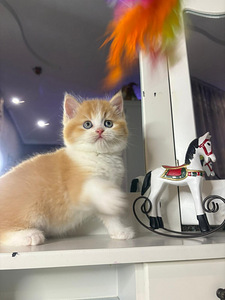 British shorthair (2 foto / 10)