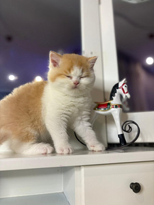 British shorthair (8 foto / 10)