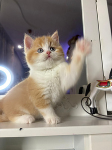 British shorthair (10 foto / 10)