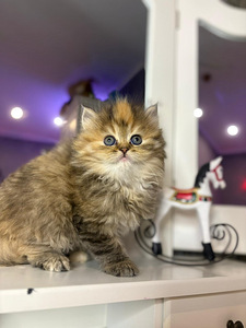 Британские котята (1 фото из 8)