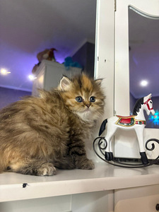 Британские котята (4 фото из 8)