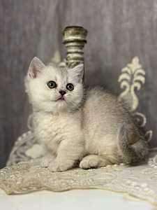 Munchkin (3 foto / 10)