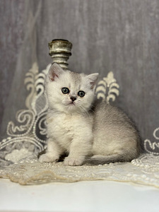 Munchkin (4 foto / 10)