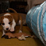 Ameerika staffordshire terjer (foto #5)