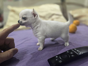 Čivava (6 foto no 8)