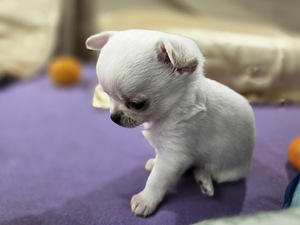 Čivava (7 foto no 8)