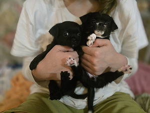 Чихуахуа (1 фото из 10)