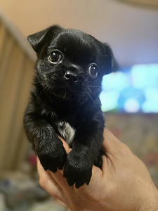 Чихуахуа (4 фото из 10)