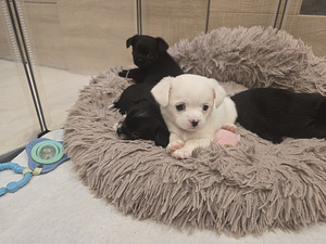 Чихуахуа (9 фото из 10)