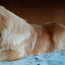 Pekino šuniukas (nuotrauka #2)