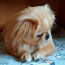 Pekino šuniukas (nuotrauka #4)