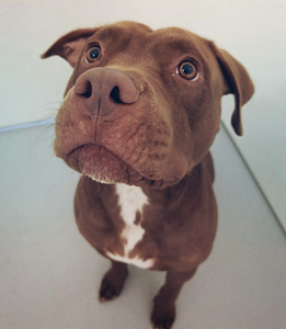Amerikanpitbullterrieri (5 valokuva sivusta 5)