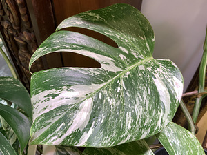 Variegated Monstera albo 1 leaf cutting Tallinn Estonia (2 foto / 8)