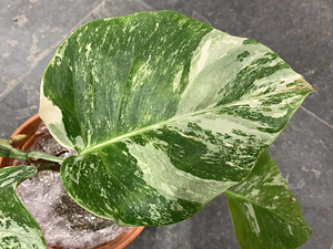 Variegated Monstera albo 1 leaf cutting Tallinn Estonia (3 foto / 8)