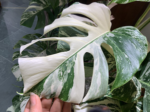 Haft moon leaves variegated Monstera also Borsigiana Tallinn (2 foto / 3)