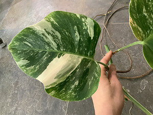 Variegated Monstera albo cutting with long root (2 foto / 5)