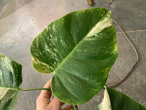 Variegated Monstera albo cutting with long root (3 foto / 5)