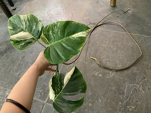 Variegated Monstera albo cutting with long root (4 foto / 5)