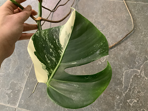 Variegated Monstera albo cutting with long root (5 foto / 5)