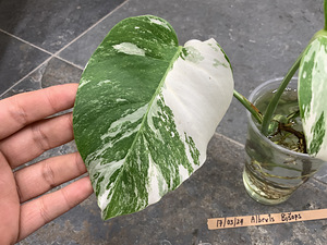 3 leafs Monstera albo variegated 38€ (3 foto / 9)