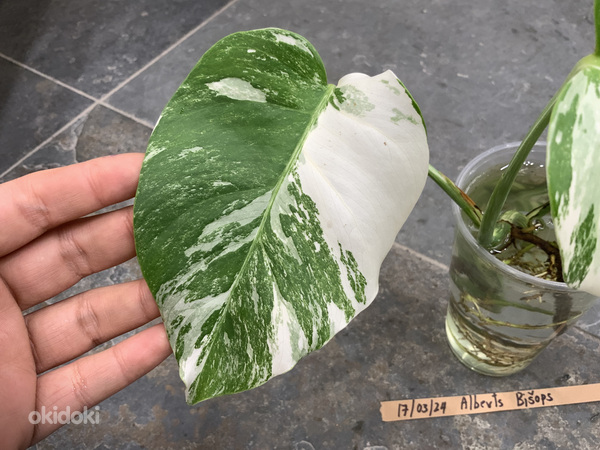 3 leafs Monstera albo variegated 38€ (foto #3)