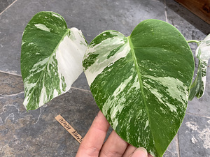 3 leafs Monstera albo variegated 38€ (6 foto / 9)