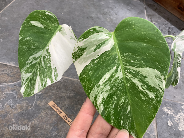 3 leafs Monstera albo variegated 38€ (foto #6)