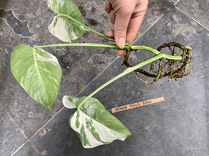 3 leafs Monstera albo variegated 38€ (8 foto / 9)