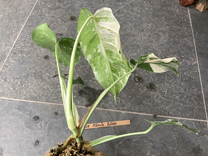 5 leafs Monstera albo variegated 40€ (7 foto / 8)