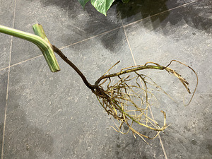 Monstera albo highly variegated (3 foto / 5)