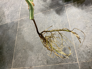 Monstera albo highly variegated (4 foto / 5)
