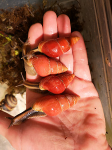 Eksootiline puutigu Limikolaria Red (3 foto / 4)