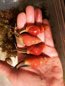 Eksootiline puutigu Limikolaria Red (4 foto / 4)