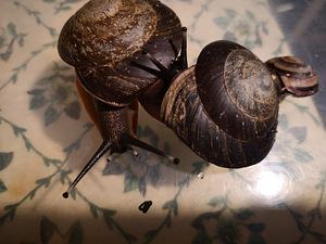 Tigud Pleurodont excellens (pleurodonte excellens) (7 foto / 9)