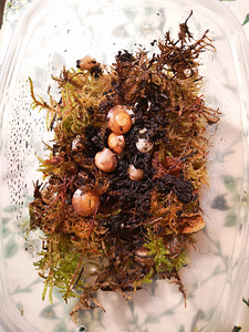 Tigud Pleurodont excellens (pleurodonte excellens) (8 foto / 9)