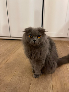 Scottish fold otsib peigmeest (3 foto / 3)