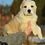 Centrālāzijas aitu suns (foto #3)