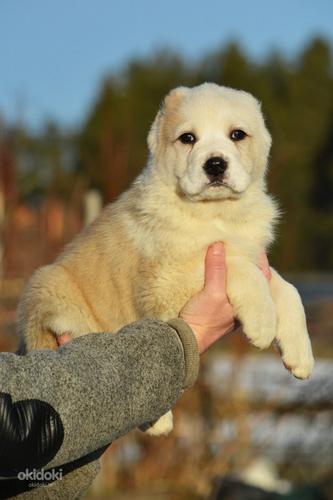 Centrālāzijas aitu suns (foto #3)