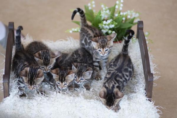 Bengālijas kaķēni (foto #3)