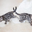 Bengālijas kaķēni (foto #5)