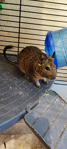 Degu oravad
