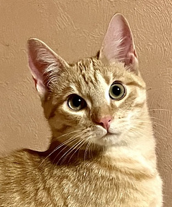 Рыжие котята (1 фото из 4)