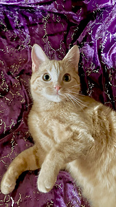 Рыжие котята (2 фото из 4)