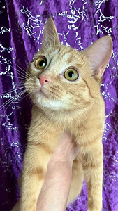 Рыжие котята (3 фото из 4)