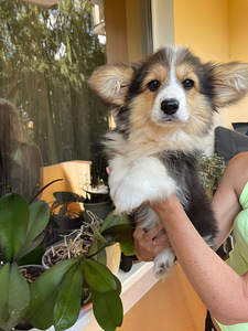 Walesi corgi pembroke (1 foto / 6)