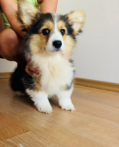 Walesi corgi pembroke (2 foto / 6)