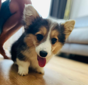 Walesi corgi pembroke (3 foto / 6)