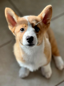 Walesi corgi pembroke (1 foto / 5)