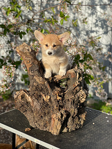 Walesi corgi pembroke (3 foto / 5)