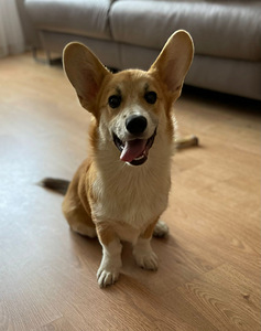 Walesi corgi pembroke (3 foto / 5)
